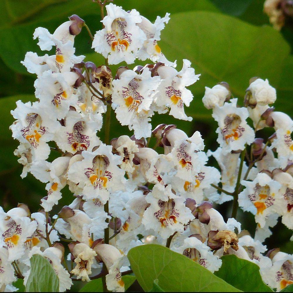 Catalpa commun - Image 7