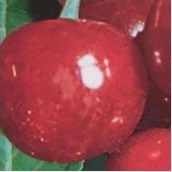 Cerisier Bigarreau 'Regina' : taille en demi-tige - Image 1