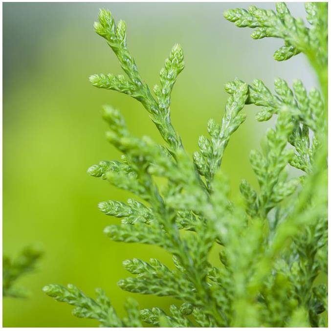 Thuja Gelderland - Image 1