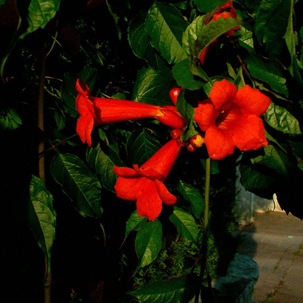 Campsis radicans 'Atropurpurea'- Bignogne
