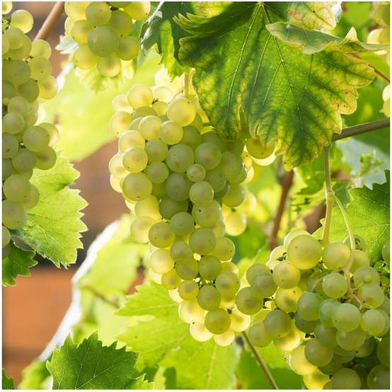 Vigne 'Chasselas doré' - Image 1