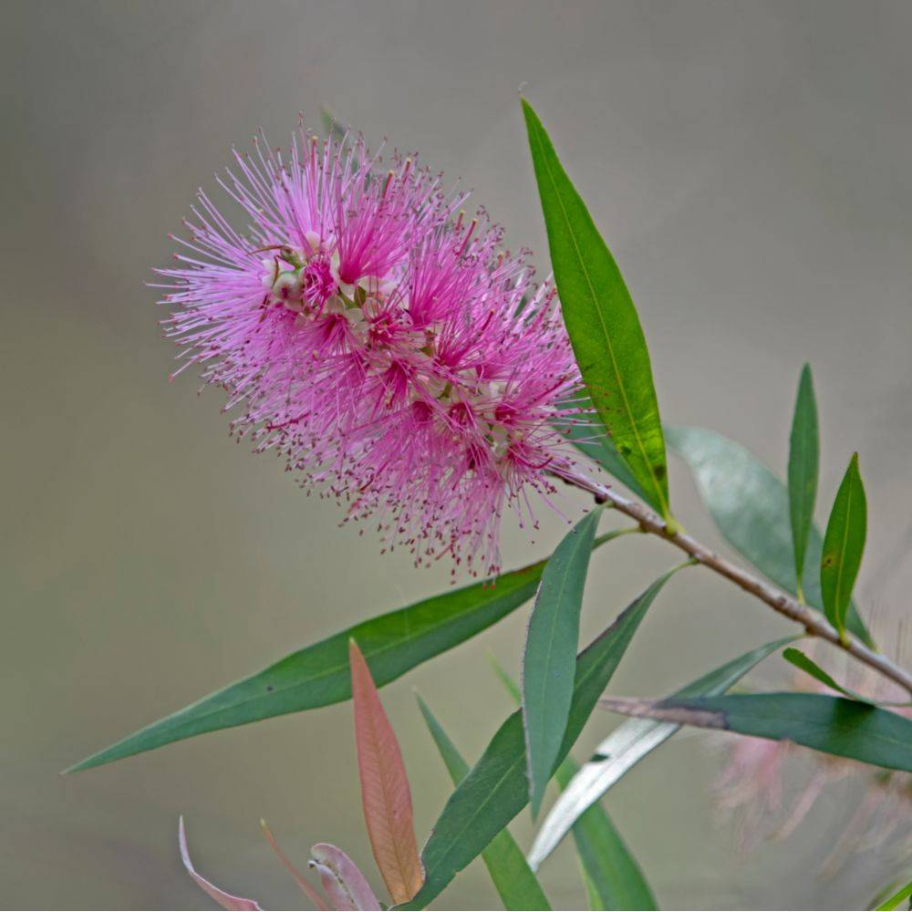 Callistemon Rince-bouteille Perth pink - Image 2
