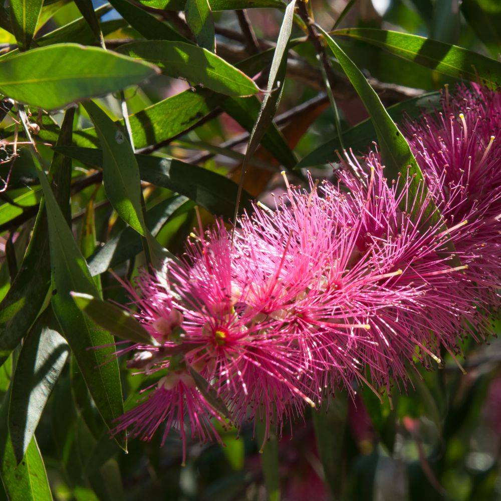 Callistemon Rince-bouteille Perth pink