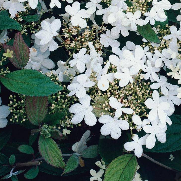Viorne ou Viburnum plicatum 'Watanabe' - Image 1