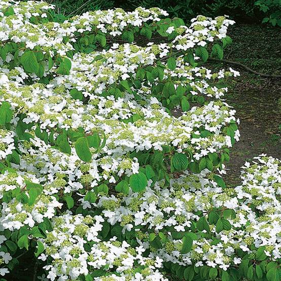 Viorne ou Viburnum plicatum 'Watanabe' - Image 2