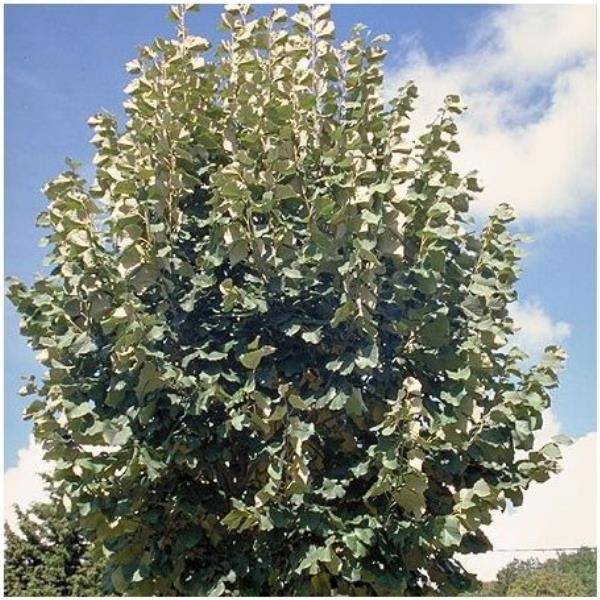 Tilleul argenté - Image 2