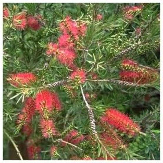 Rince-bouteille Callistemon laevis - Image 2