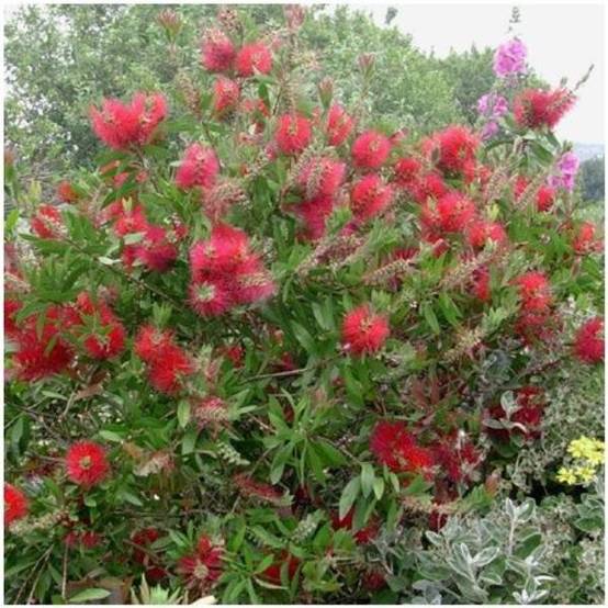 Rince-bouteille Callistemon laevis - Image 1