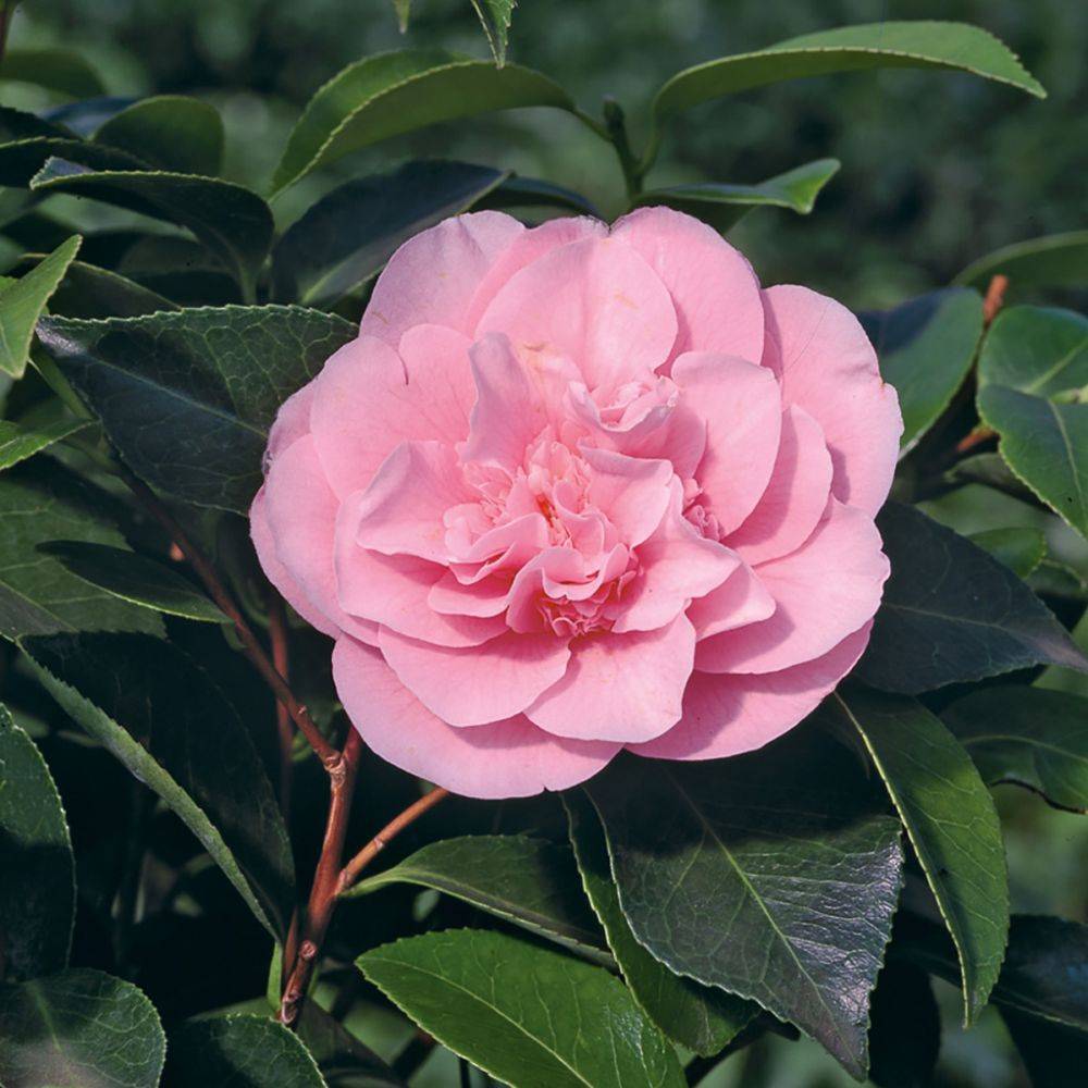 Camélia 'Nuccio's Jewel' - Image 1