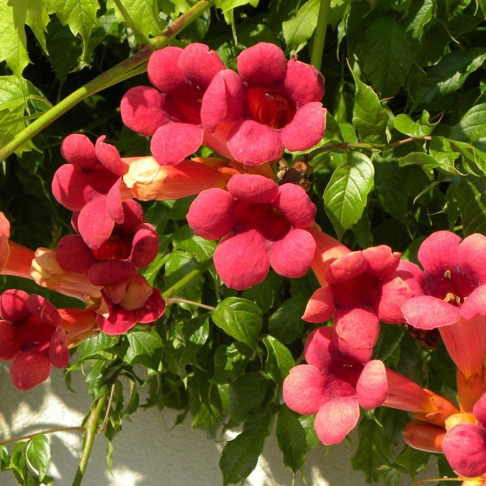 Bignone radicans 'Atropurpurea' - Image 1