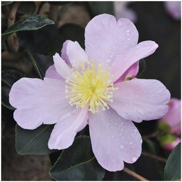 Camélia d'automne 'Plantation Pink'