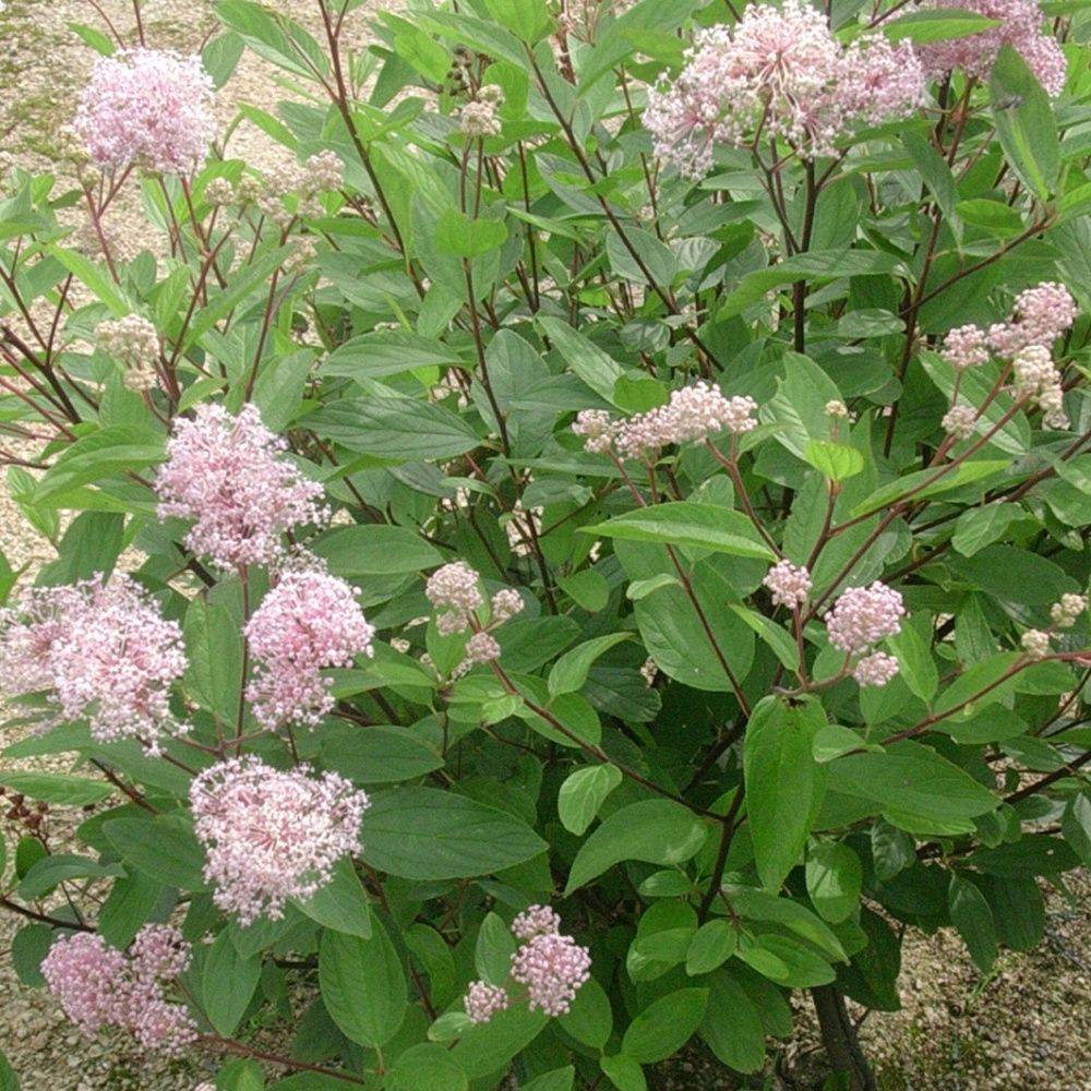 Céanothe 'Marie Simon'