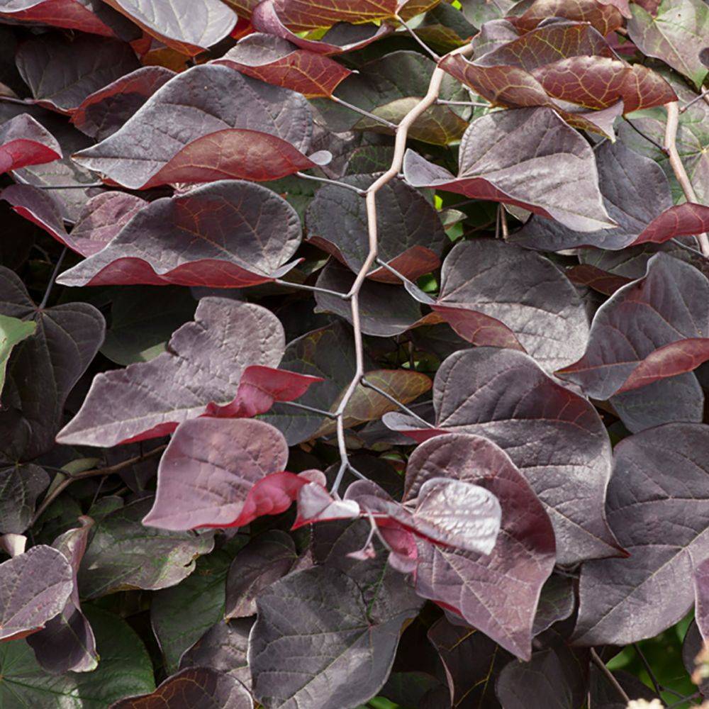 Arbre de Judée Ruby falls - Cercis - Image 2