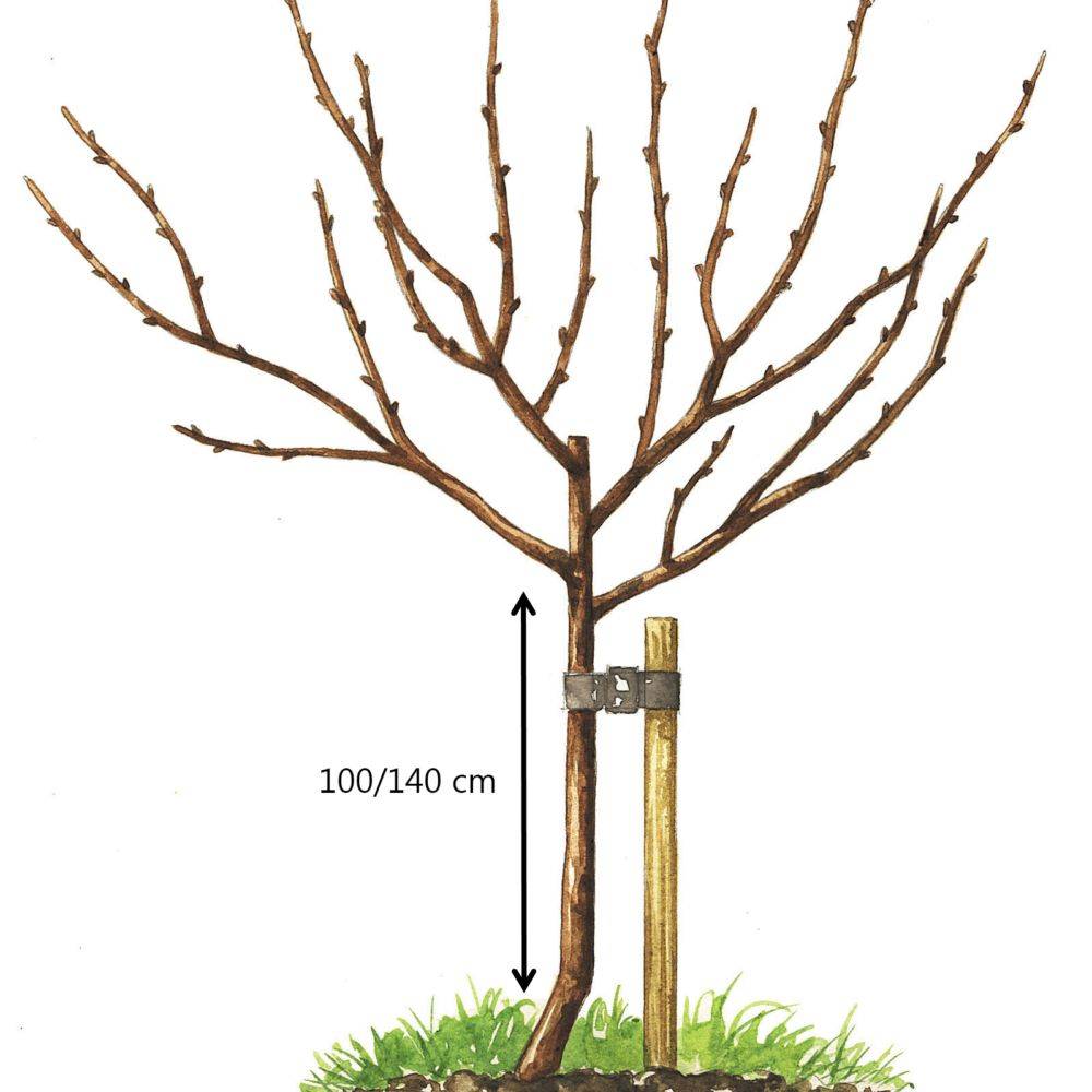 Cerisier Bigarreau 'Van' : taille en demi-tige 12/13 - Imagen 1