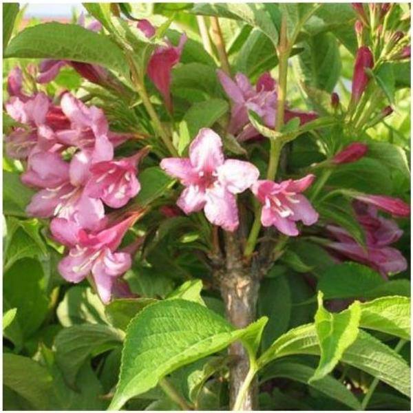 Weigelia 'Stelzneri'