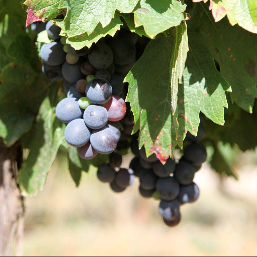 Vigne 'Isabelle' - Image 2