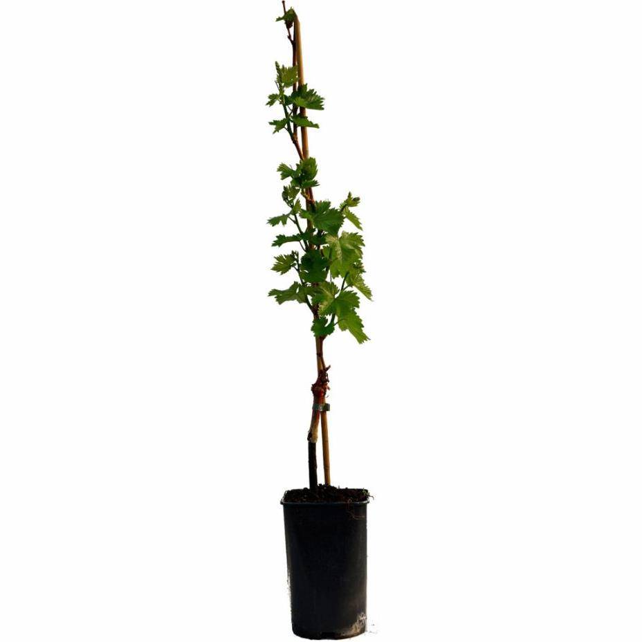 Vigne 'Isabelle'