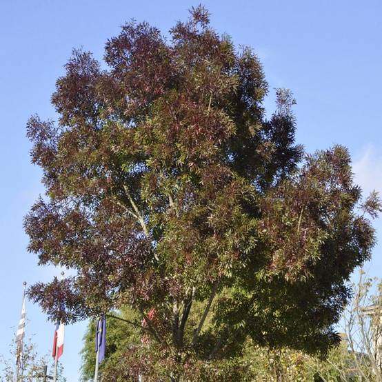 Frêne 'Raywood' - Image 3
