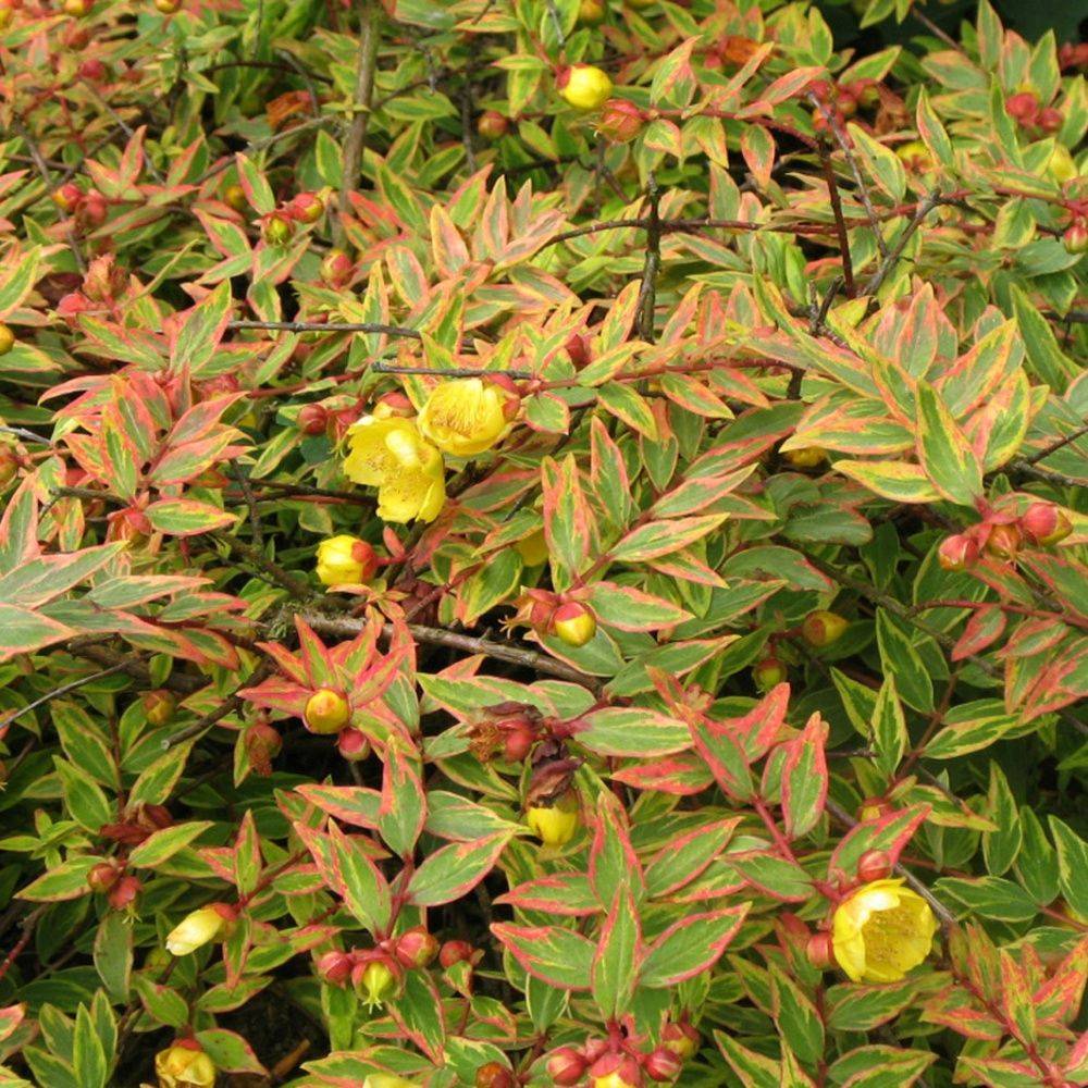 Millepertuis 'Tricolor'