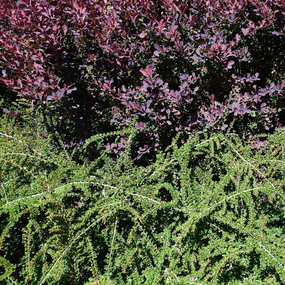 Cotoneaster horizontalis - Image 5