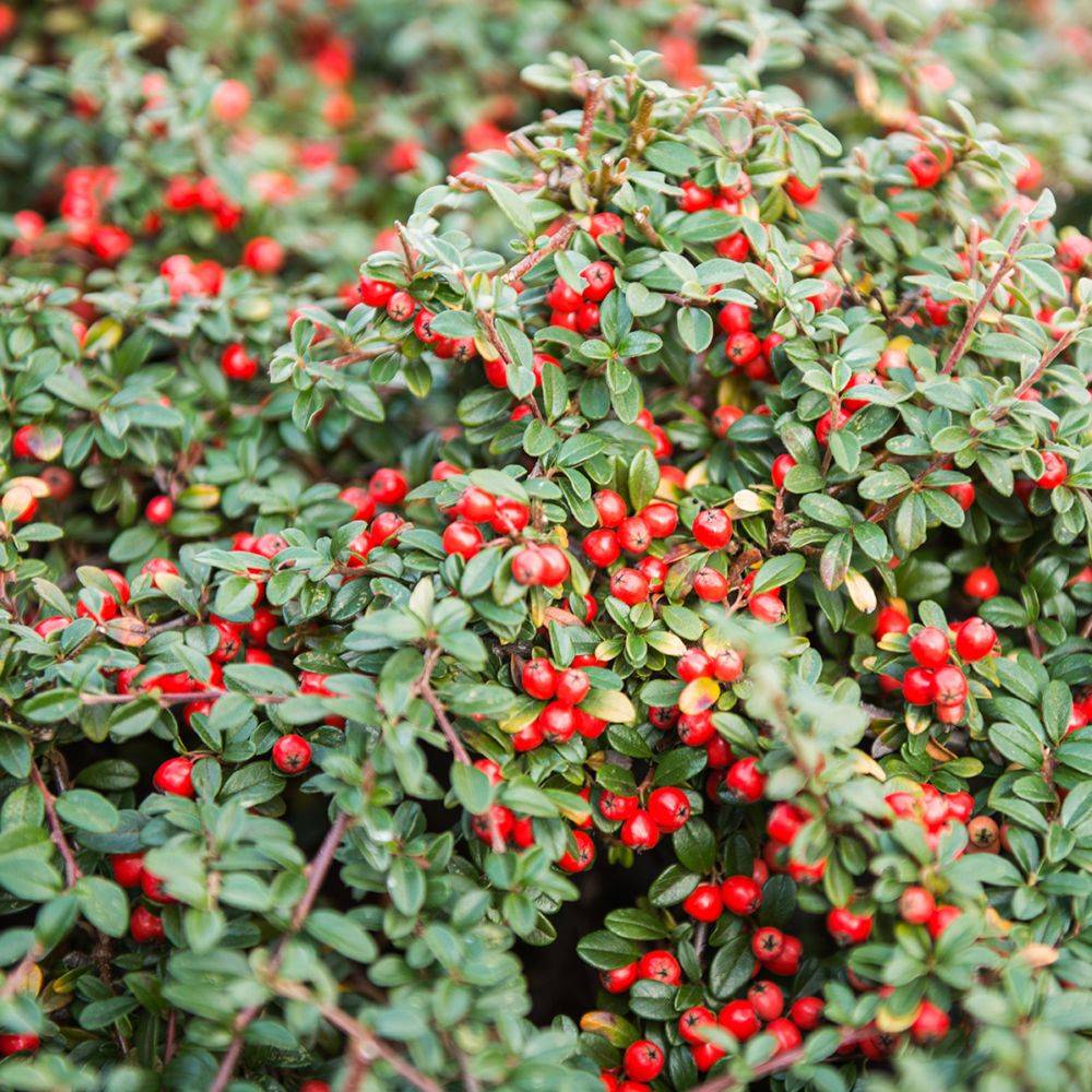 Cotoneaster horizontalis - Image 6