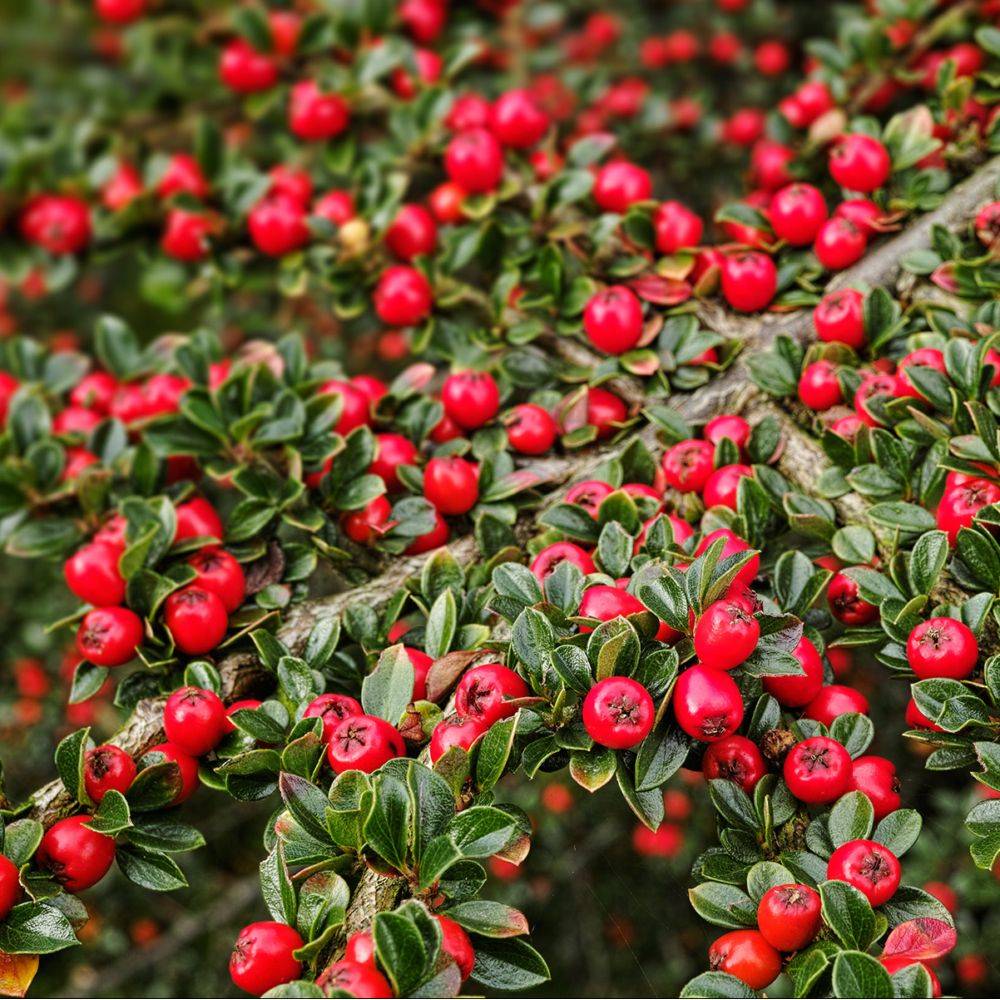 Cotoneaster horizontalis - Image 3