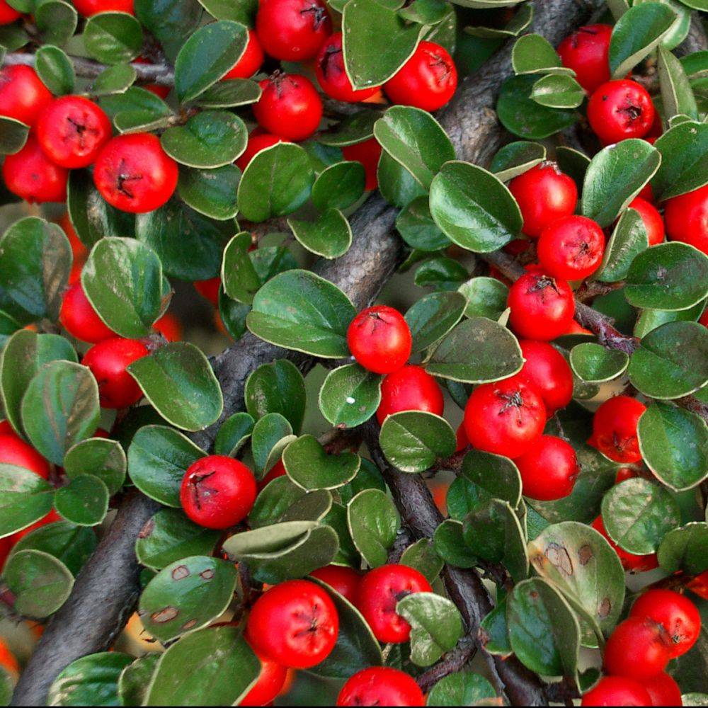 Cotoneaster horizontalis