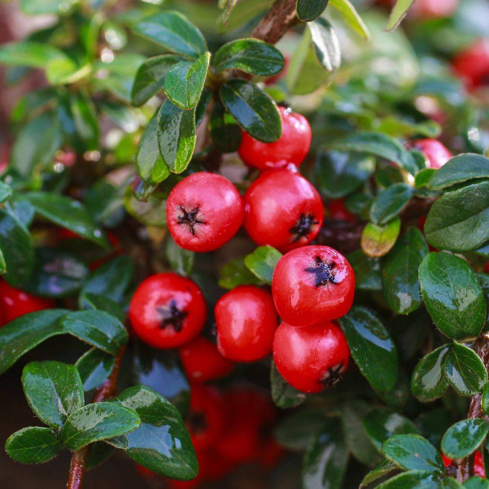 Cotoneaster horizontalis - Image 2