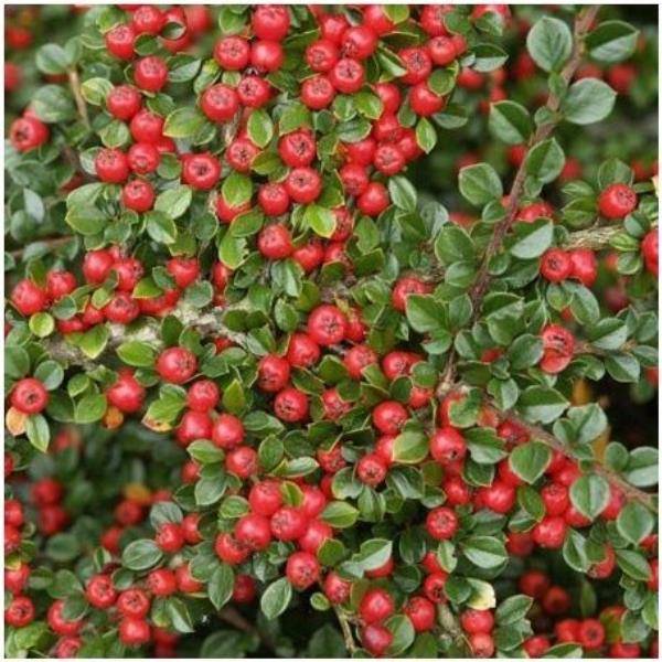 Cotoneaster horizontalis - Image 7