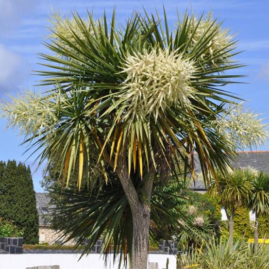 Cordyline australe - Image 2