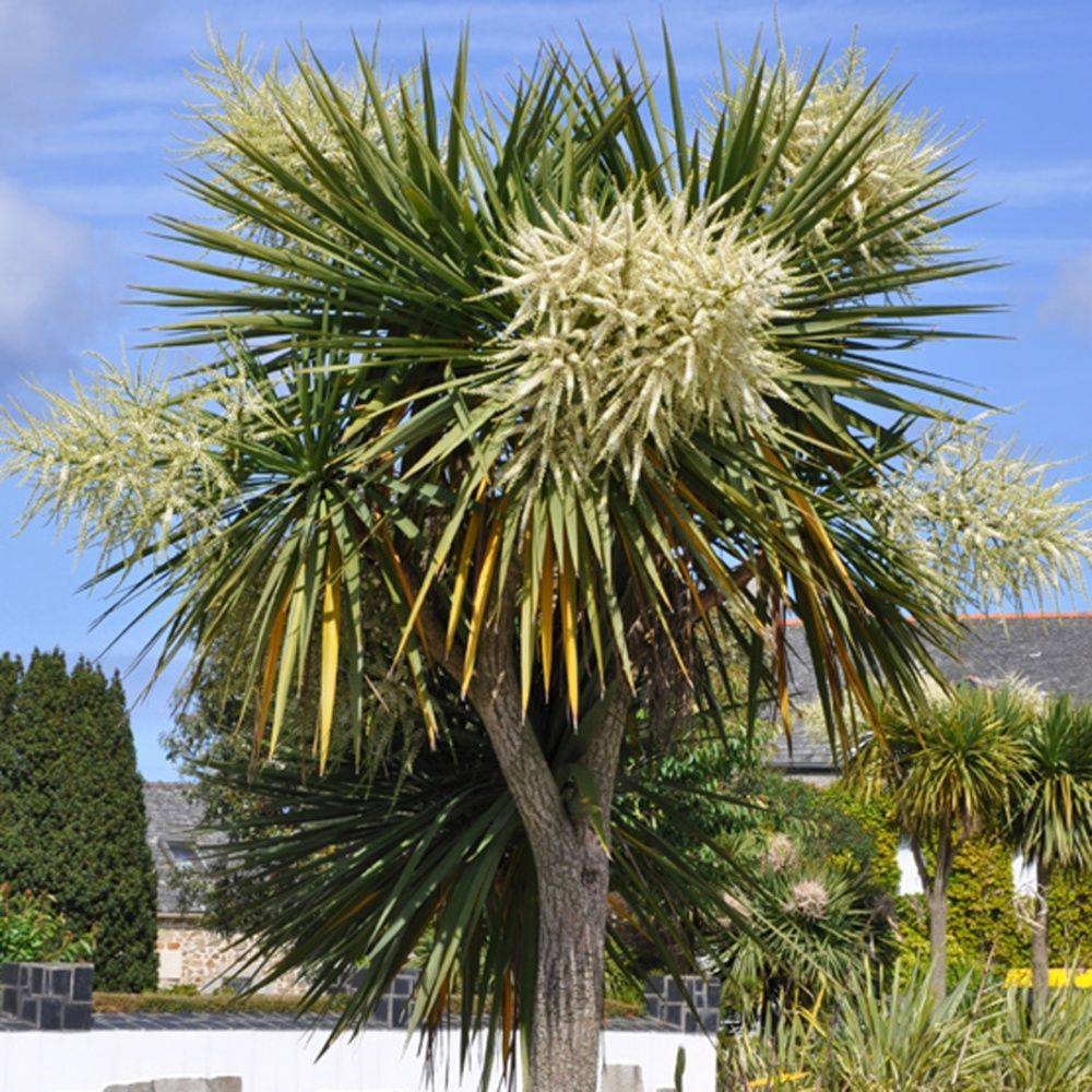 Cordyline australe - Image 2