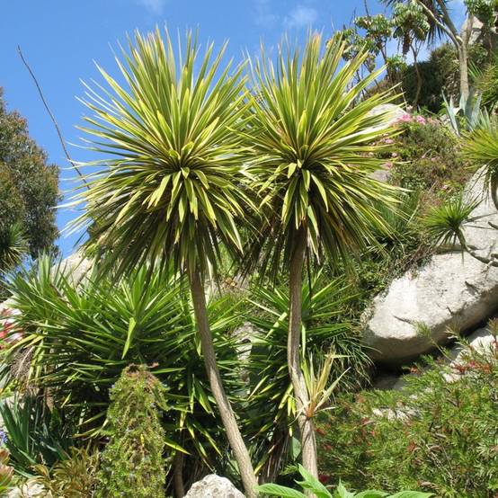 Cordyline australe - Image 1
