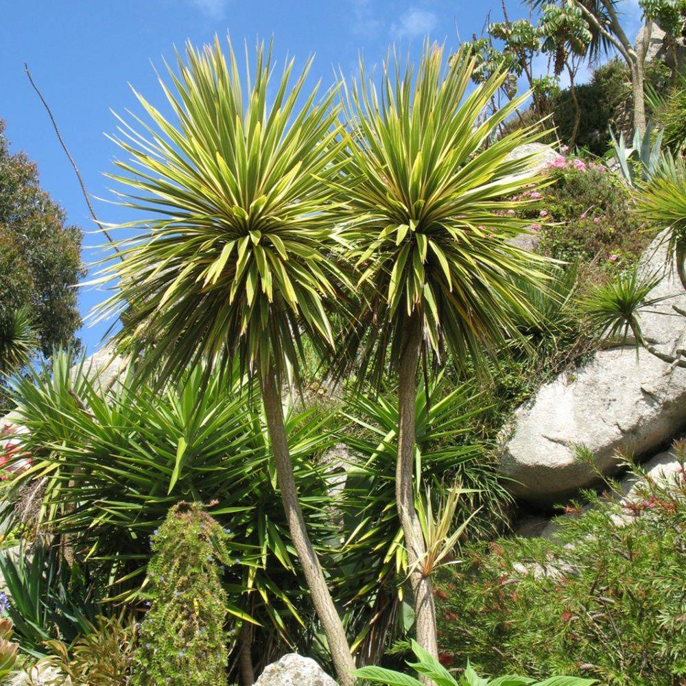 Cordyline australe