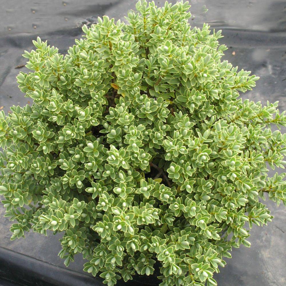 Véronique arbustive 'Sutherland'