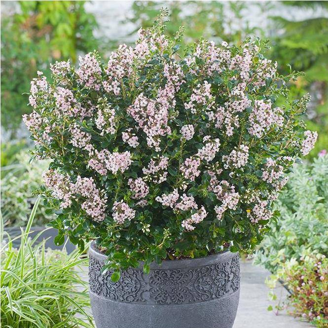 Escallonia x Apple blossom