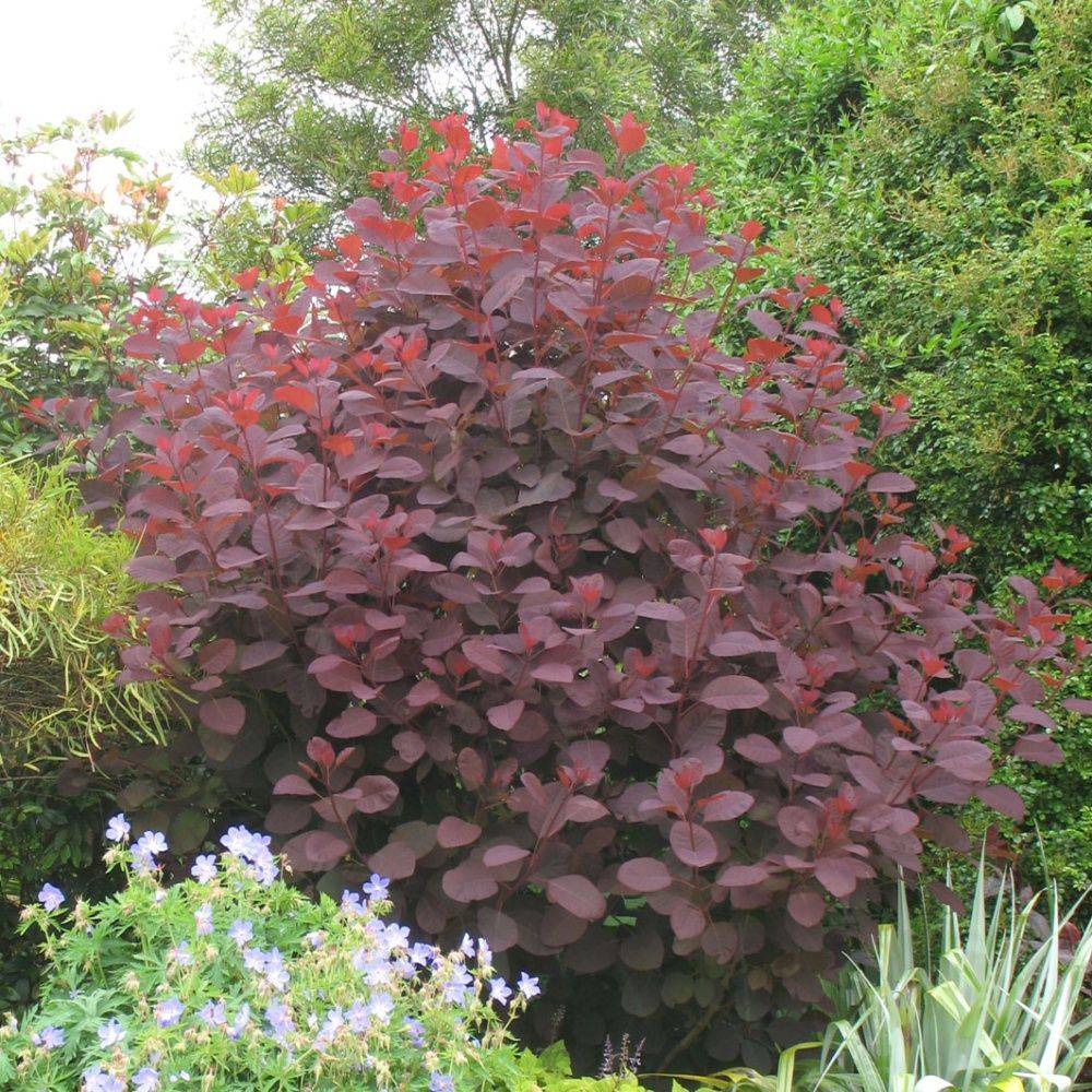 Arbre à perruques 'Grace' - Image 4