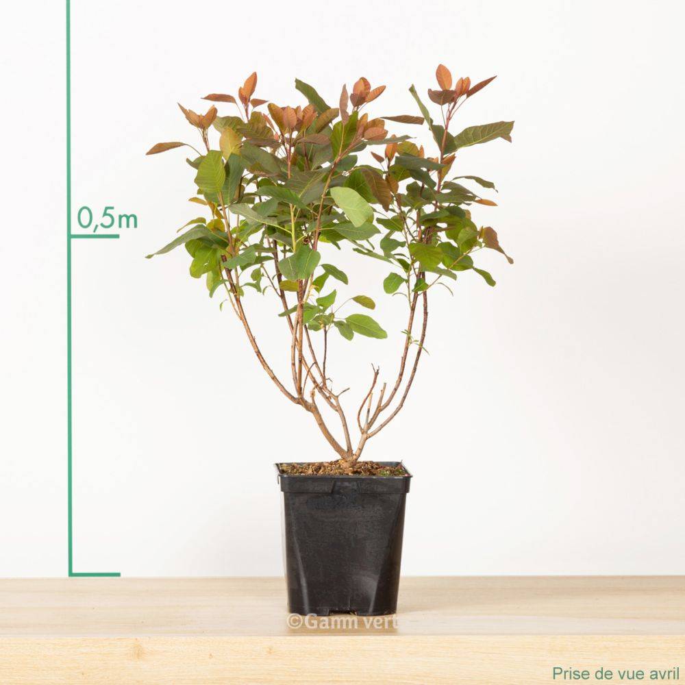 Arbre à perruques 'Grace' - Image 5