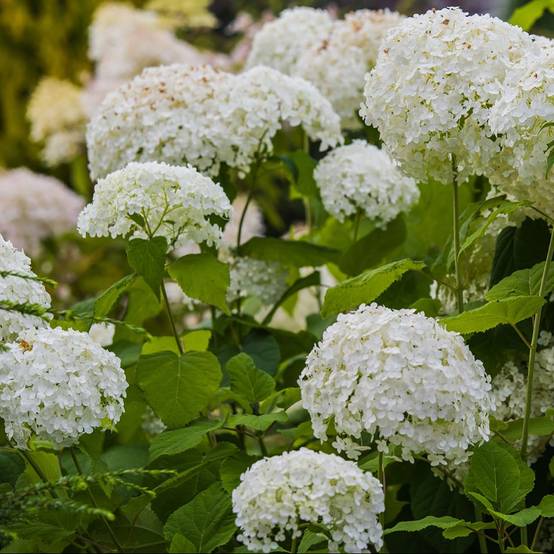 Hortensia Annabelle - Image 5