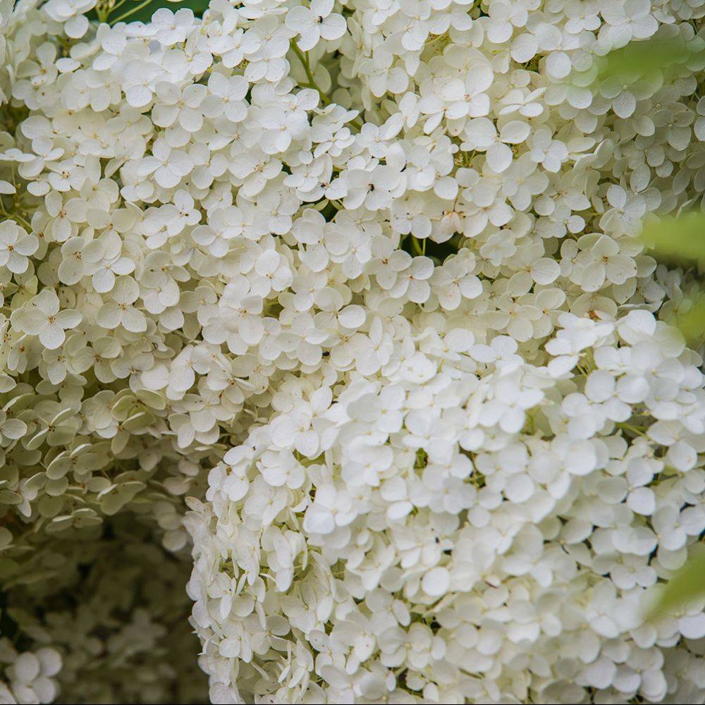 Hortensia Annabelle - Image 4