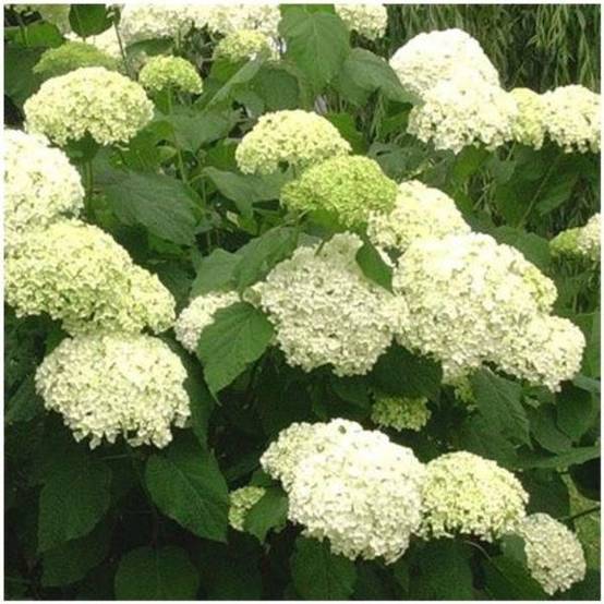 Hortensia Annabelle - Image 3
