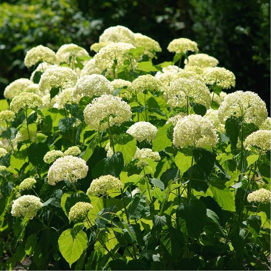 Hortensia Annabelle - Image 2
