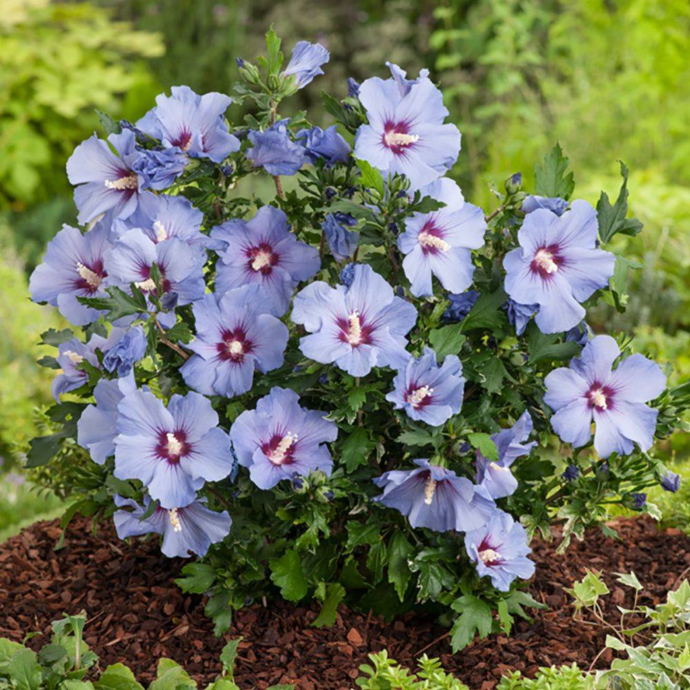 Hibiscus syriacus 'Marina' - Image 2