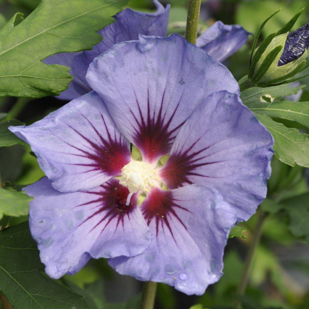 Hibiscus syriacus 'Marina'