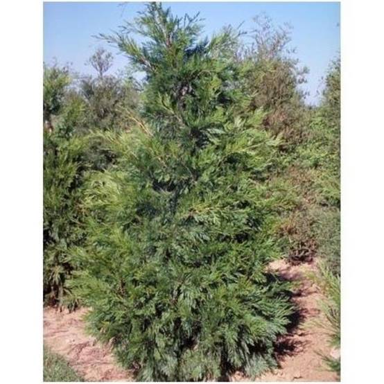 Cupressocyparis leylandii - Cyprès de leyland