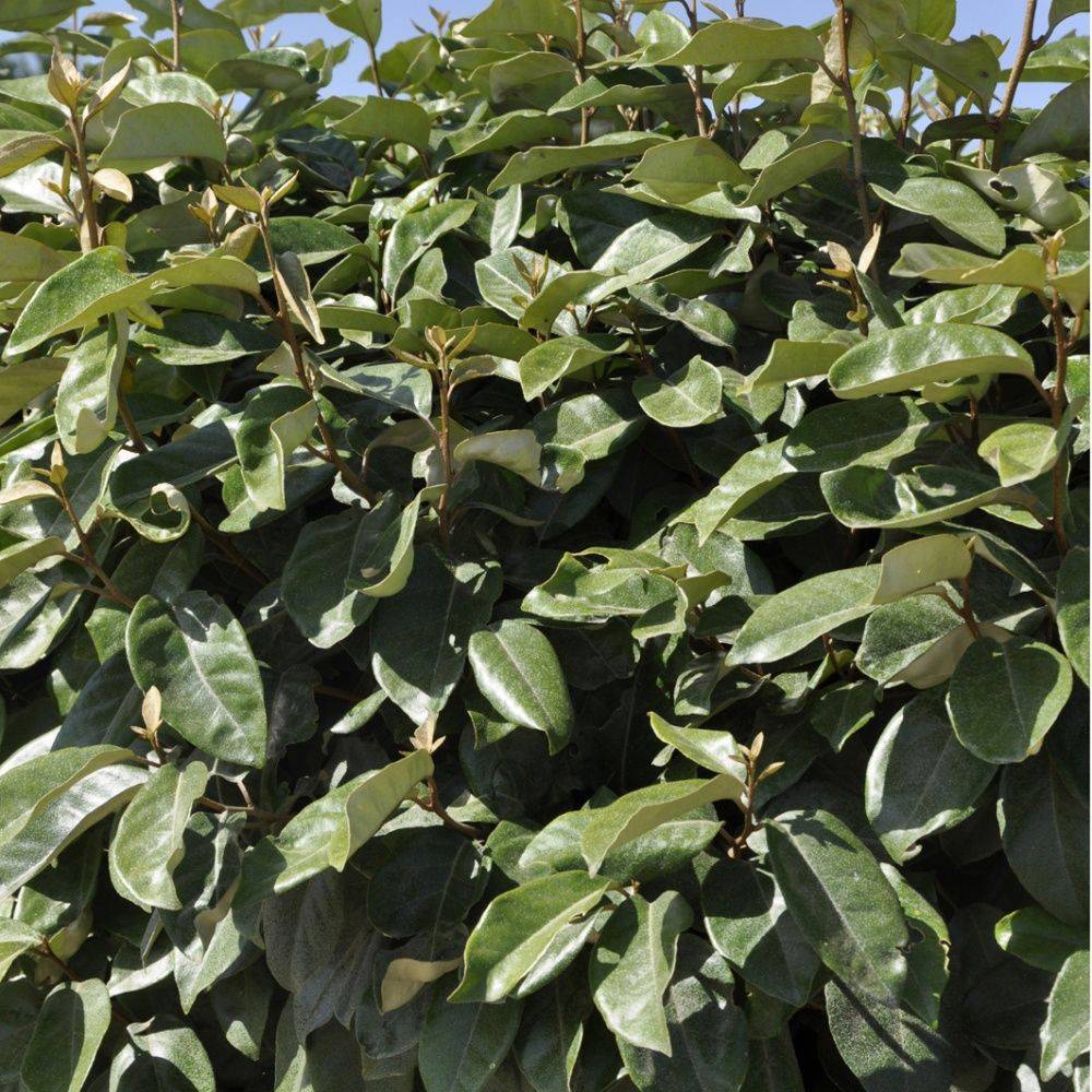 Elaeagnus x ebbingei - Olivier de bohème