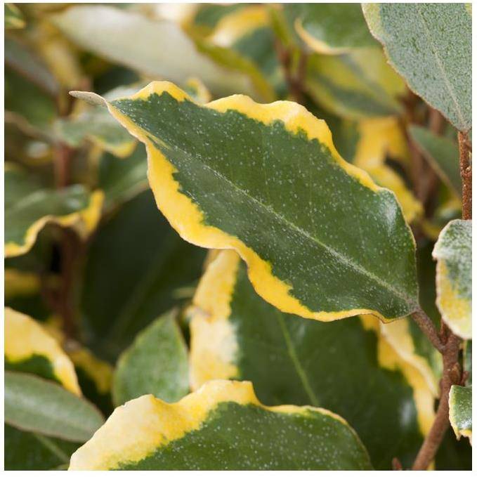 Elaeagnus x ebbingei 'Viveleg' - Chalef