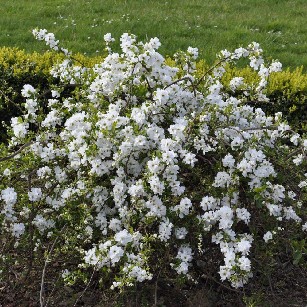 Exochorda 'the bride' - Image 1