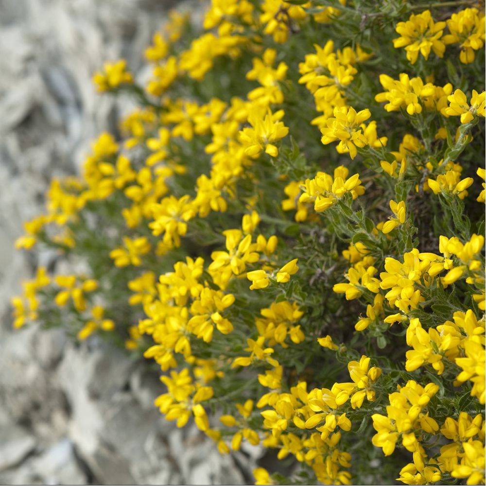 Genêt d'Espagne - Genista hispanica