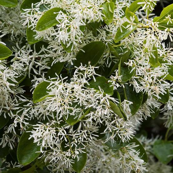 Arbre de Neige - Chionanthus virginicus - Image 1