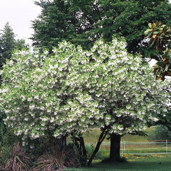 Arbre de Neige - Chionanthus virginicus - Image 2